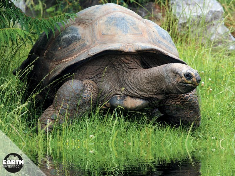 galapagos_turtle