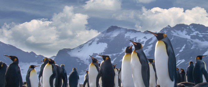 Pinguini, Antartide