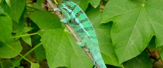 Natura, Madagascar