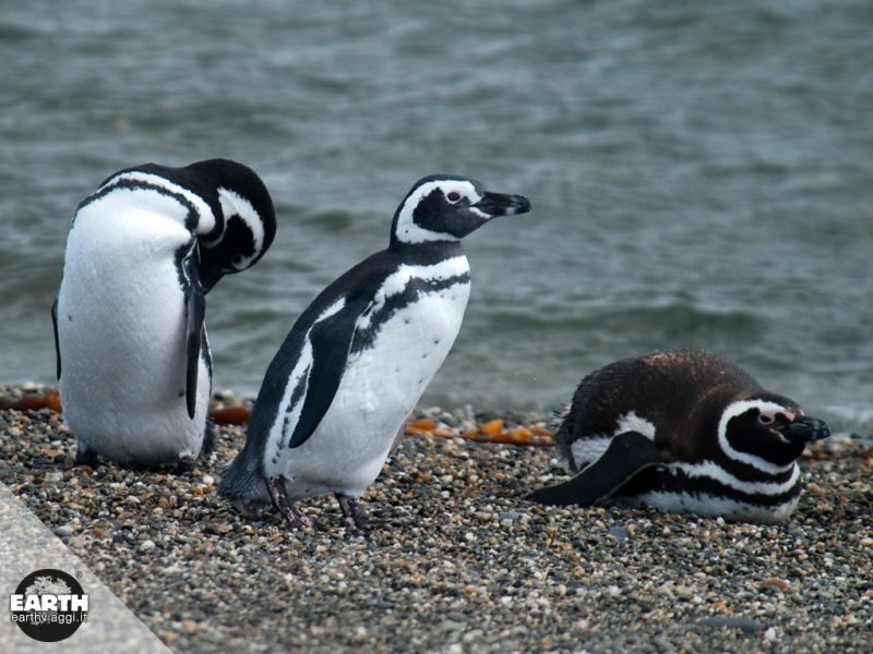 pinguini-magellano