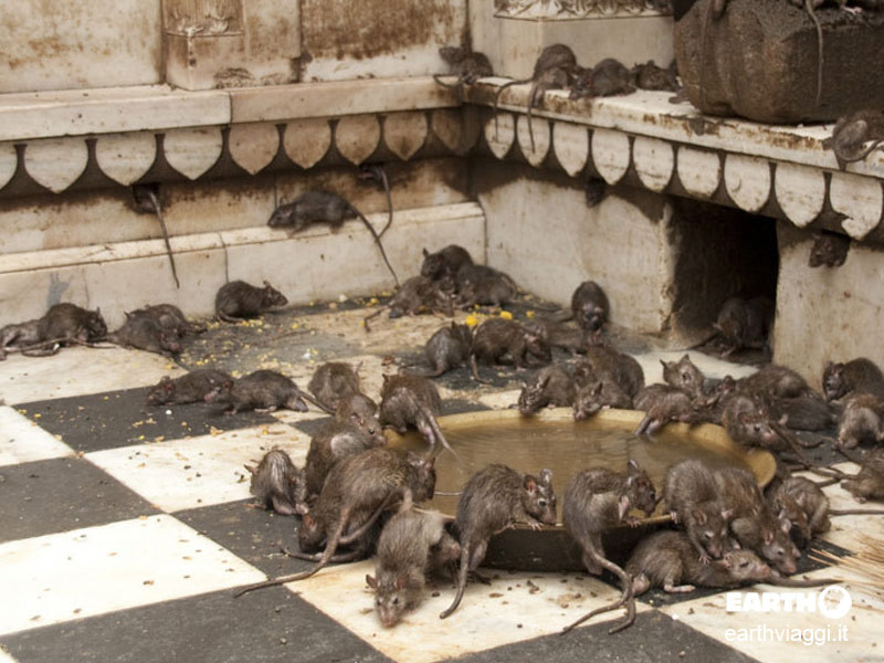 Tempio dei topi di Deshnoke