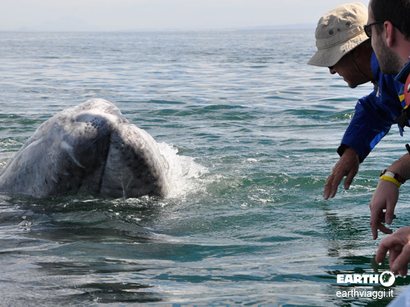 Balena grigia, Baja California