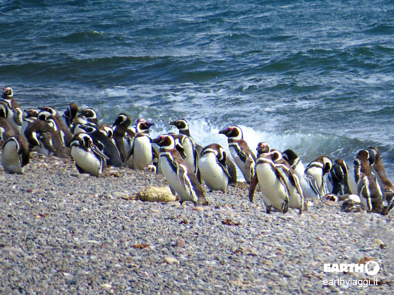 Punta Tombo, pinguini