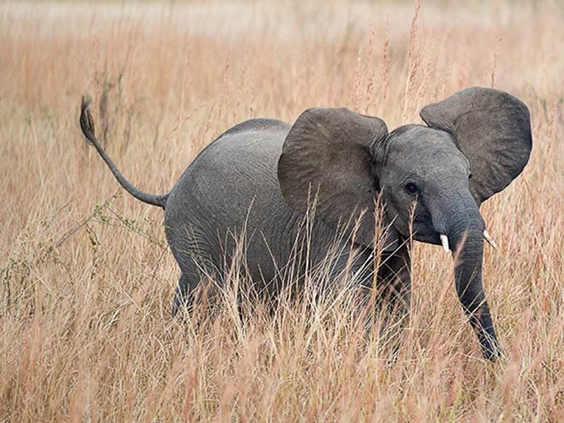 tanzania-elefante