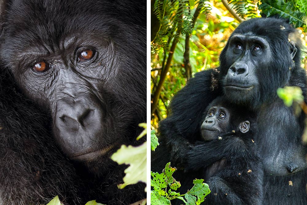 Uganda, l'incontro con i gorilla di montagna
