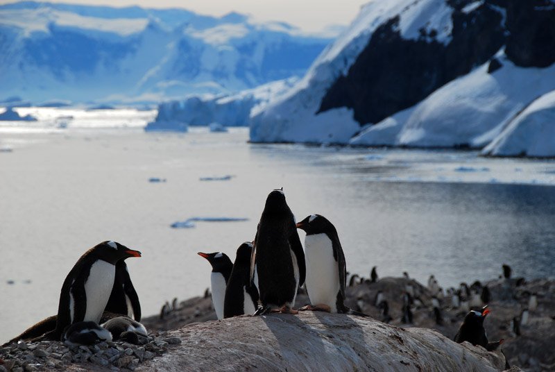 Antartide: estremo, selvaggio e incontaminato