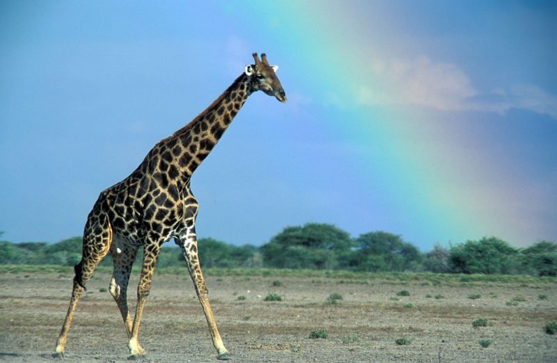 namibia-giraffa