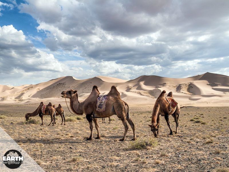 khongoryn els, mongolia, deserto del gobi