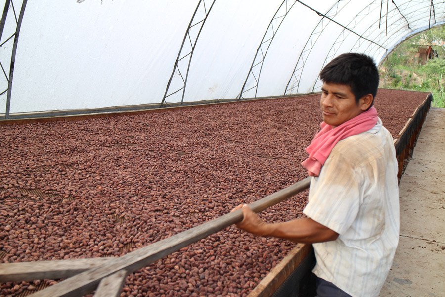 Piccola guida al cacao peruviano