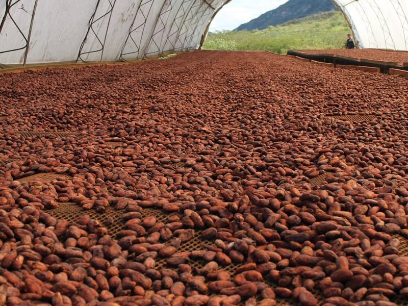 cover-cacao-peruviano