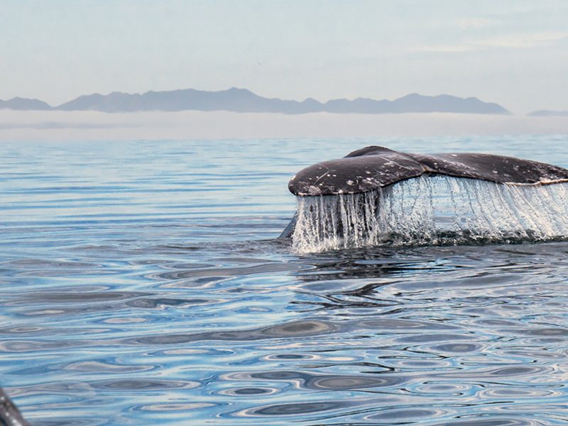 whale watching in baja california