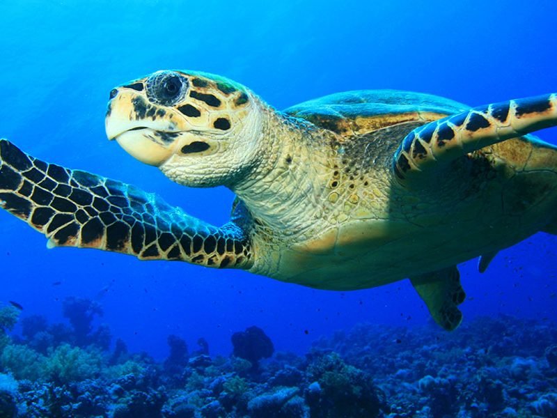 tartarughe marine