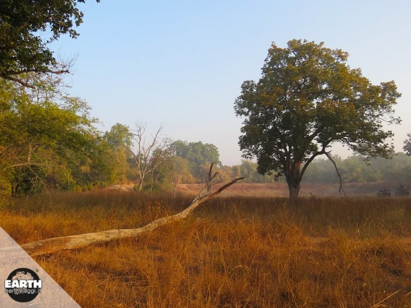 Sulle tracce della tigre nei Parchi Nazionali del Madhya Pradesh (India)