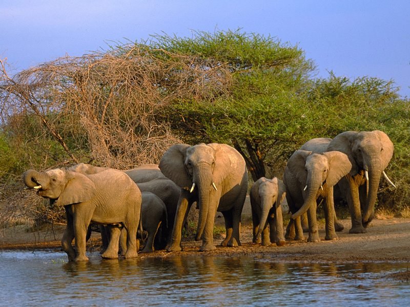 sudafrica-kruger-elefanti