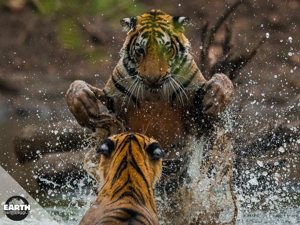 Scopriamo il parco Ranthambore, per guardare le tigri negli occhi