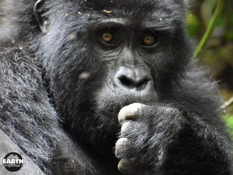 gorilla di montagna uganda
