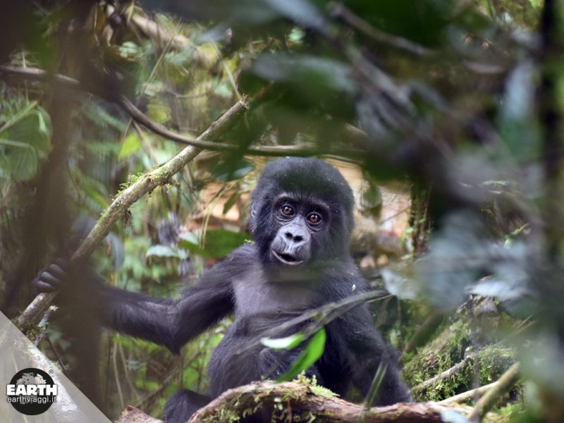gorilla di montagna uganda