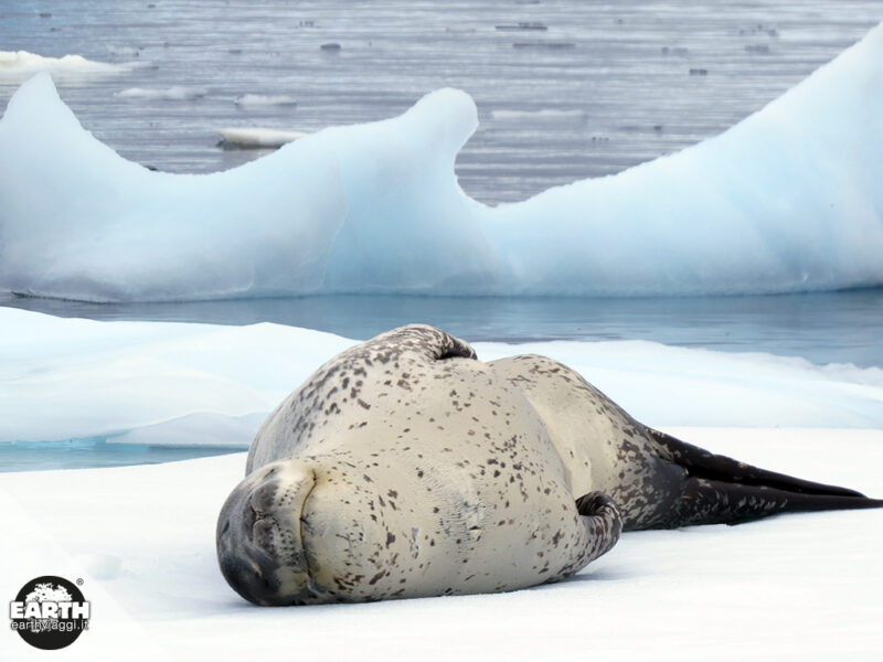 antartide-foca-leopardo-1-1