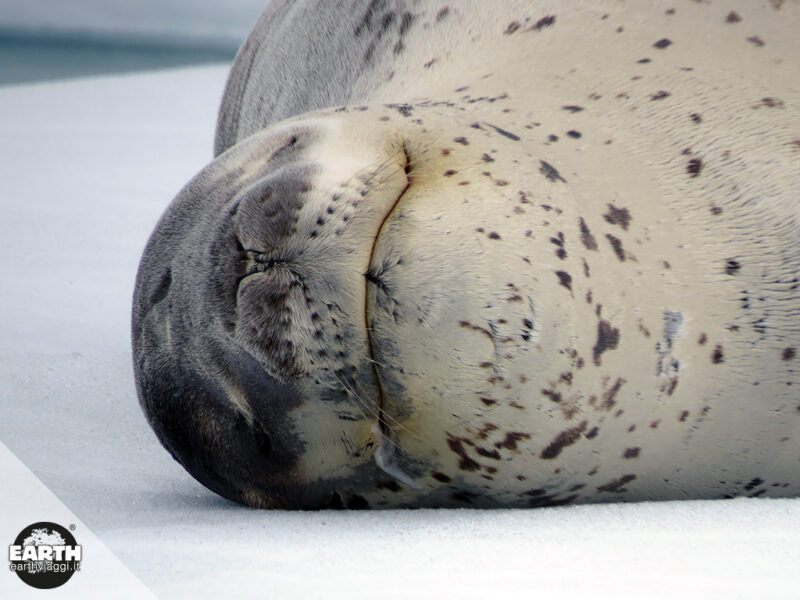 antartide-foca-leopardo-2