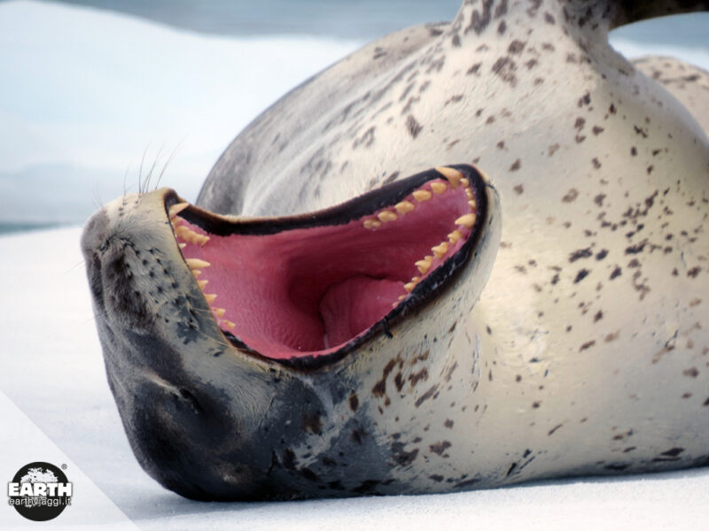 antartide-foca-leopardo-3-1