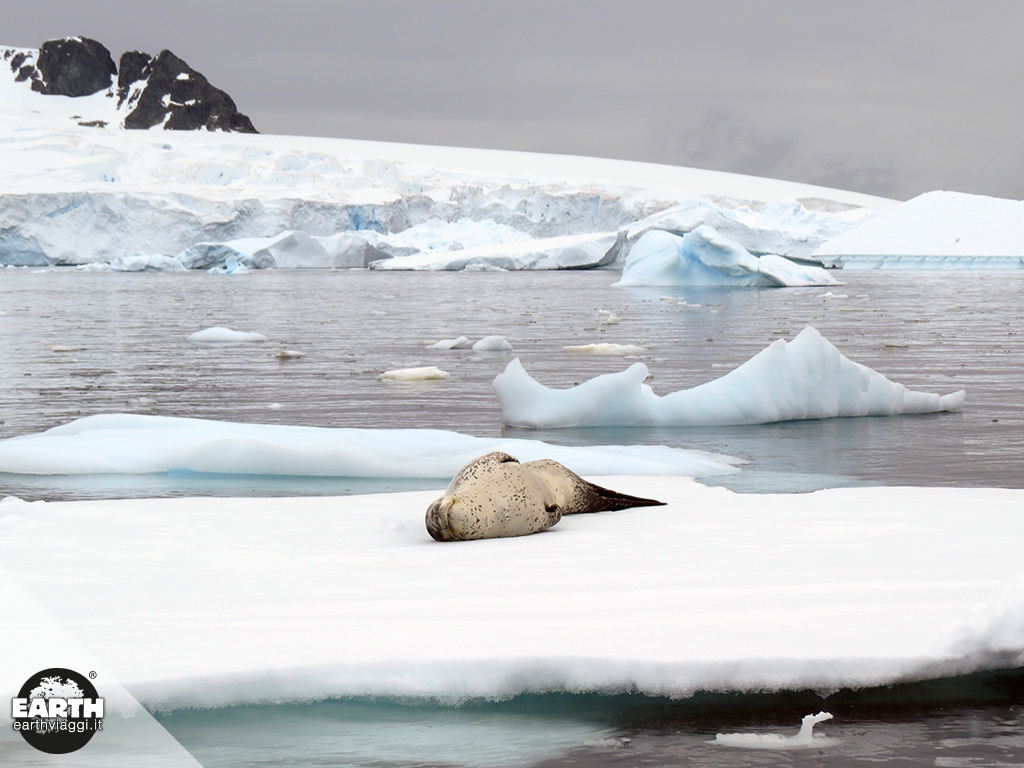 Alla fine del mondo: kayak tra iceberg e colonie di foche in Antartide