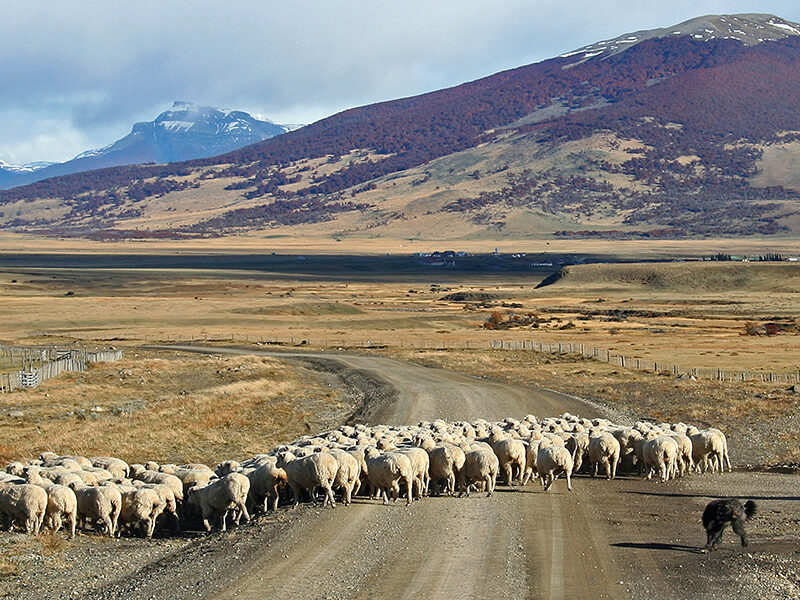 cavalcare in patagonia