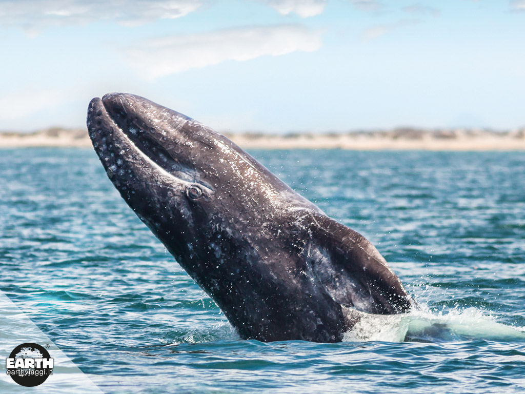 La simpatica balena grigia della Baja California