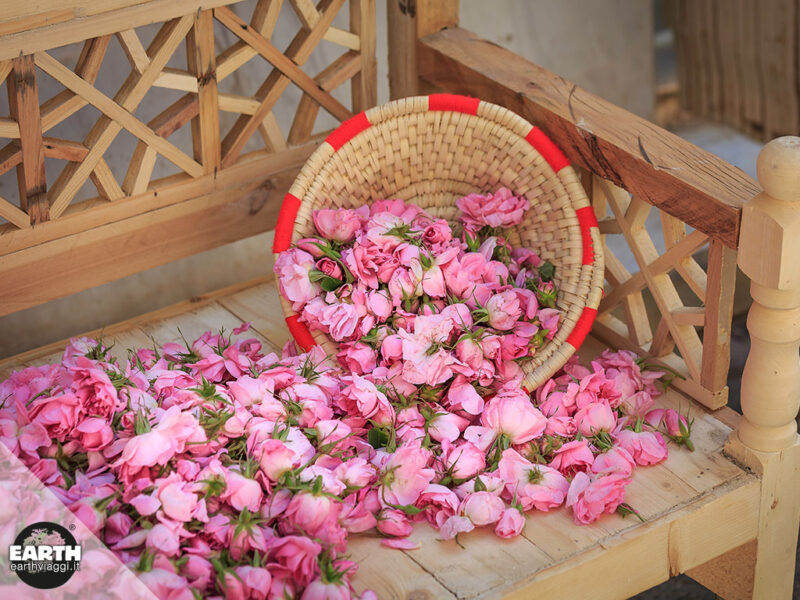festival delle rose di kashan, iran