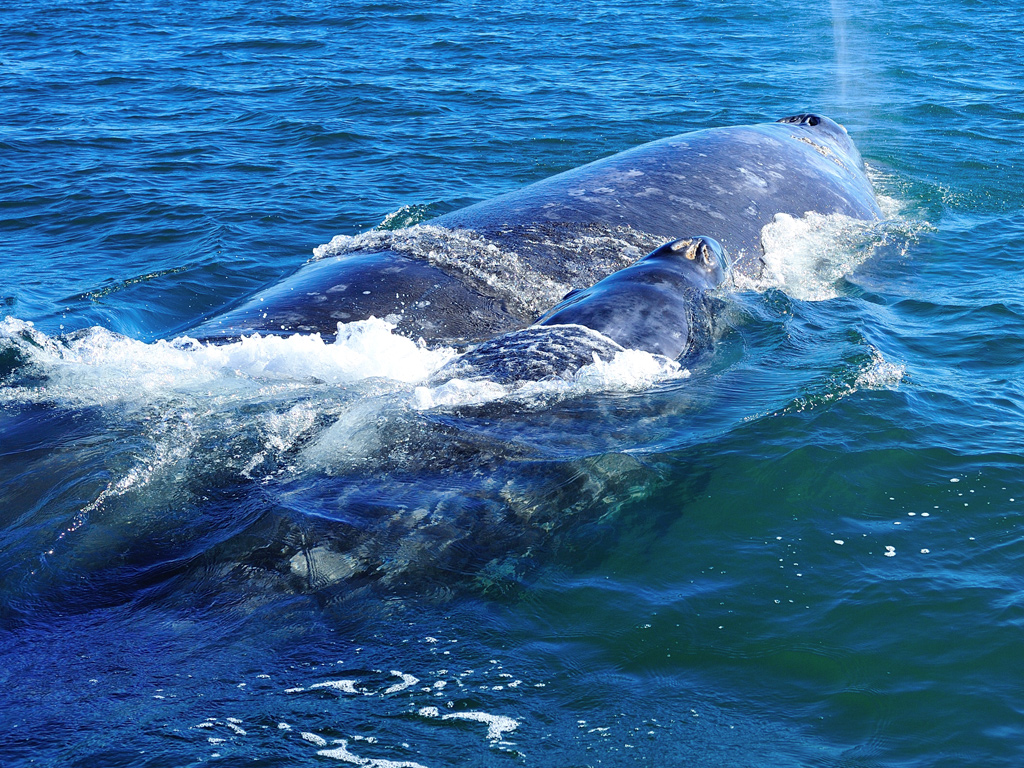 Incontro con balena grigia in bassa california