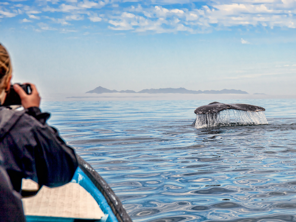 Incontro con balena grigia in bassa california