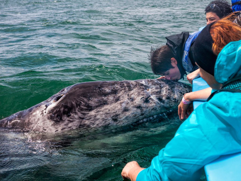 Baja California: il canto delle balene